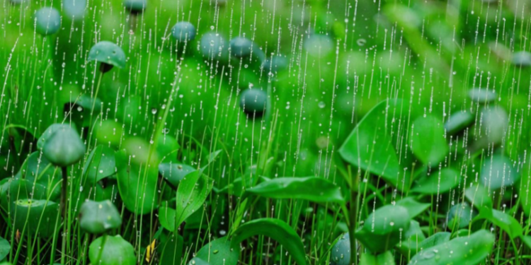 Тишковец: 1 и 2 мая в Центральной России выпадет половина месячной нормы осадков