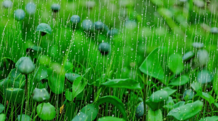 Тишковец: 1 и 2 мая в Центральной России выпадет половина месячной нормы осадков