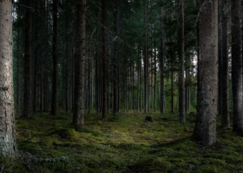 В рязанских лесах усилят патрулирование в майские выходные