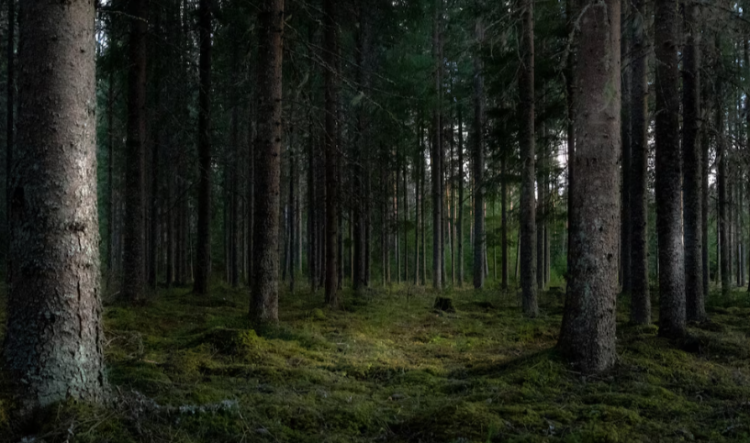 В рязанских лесах усилят патрулирование в майские выходные