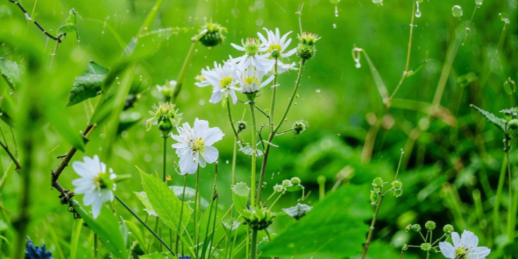 Россиян предупредили о сильных дождях 1 мая