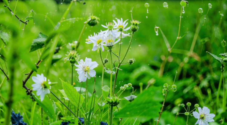 Россиян предупредили о сильных дождях 1 мая