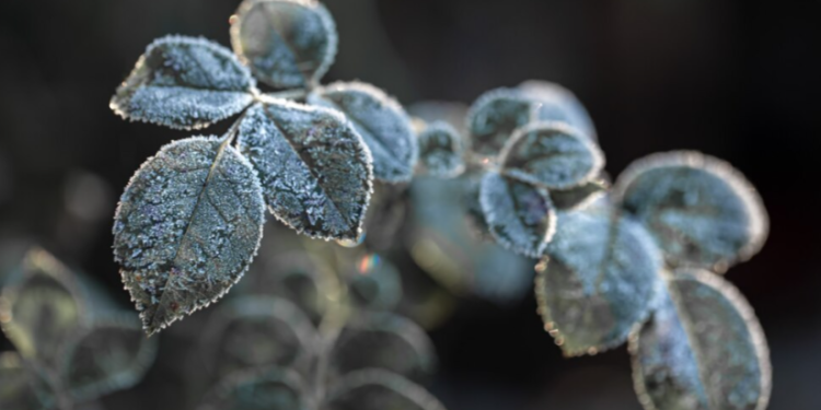 В ночь на 1 мая в Рязанской области похолодает до -1 градуса В ночь на 1 мая в Рязанской области похолодает до -1 градуса