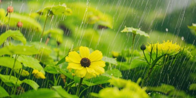 Синоптик Роман Степанов рассказал о погоде в Рязанской области в начале мая