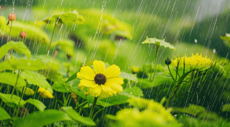 Синоптик Роман Степанов рассказал о погоде в Рязанской области в начале мая