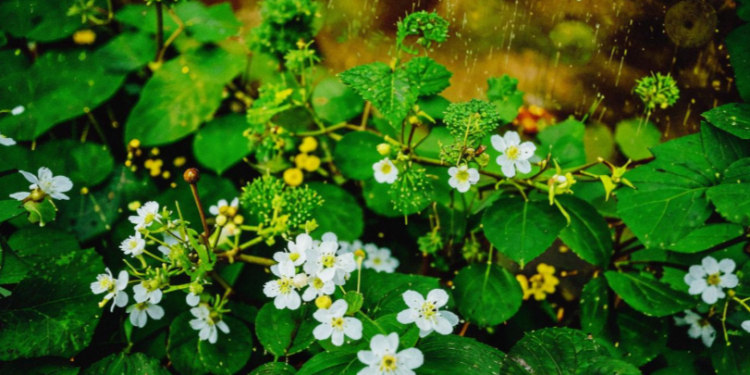 В пятницу в Рязанской области ожидается дождь и до +9 градусов