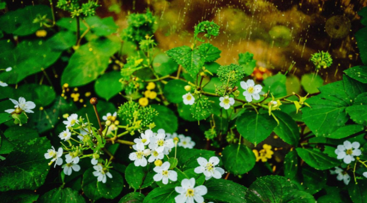 В пятницу в Рязанской области ожидается дождь и до +9 градусов