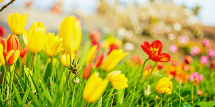 5 мая в Рязанской области потеплеет до +20 градусов