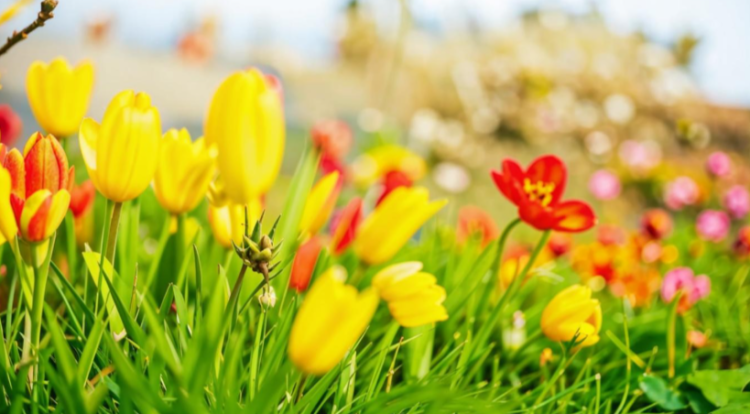 5 мая в Рязанской области потеплеет до +20 градусов