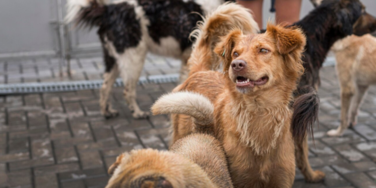Горожане пожаловались на свору бездомных псов на Касимовском шоссе