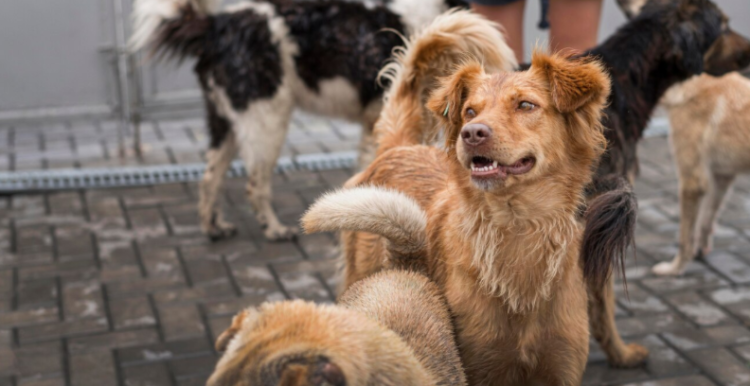 Горожане пожаловались на свору бездомных псов на Касимовском шоссе