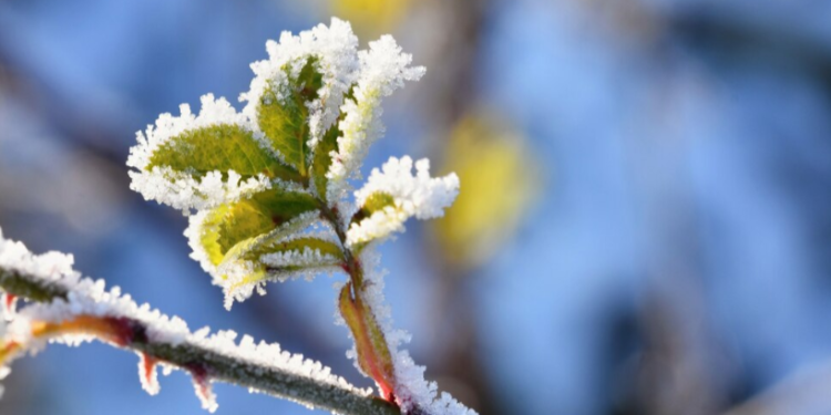 Рязанцев предупредили о резком похолодании в ночь на 6 мая
