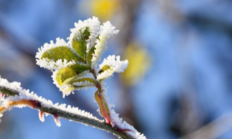 Рязанцев предупредили о резком похолодании в ночь на 6 мая