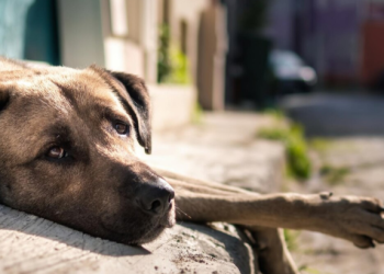 С 6 по 7 мая в Кадомском районе пройдет отлов собак