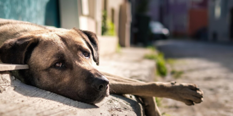 С 6 по 7 мая в Кадомском районе пройдет отлов собак