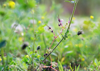 Рязанскую бойню №1 оштрафовали на 400 тысяч рублей за сорняки на земельном участке