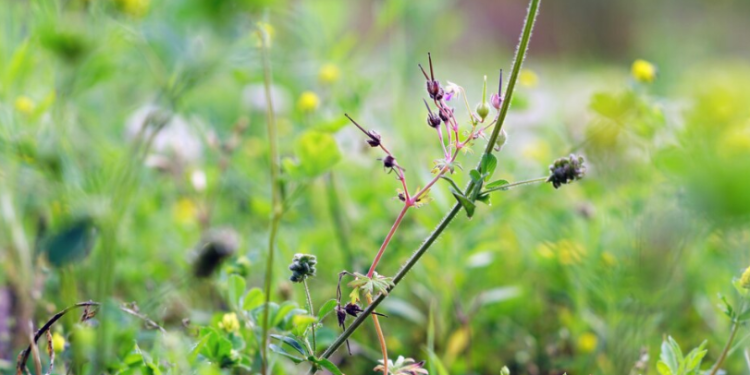 Рязанскую бойню №1 оштрафовали на 400 тысяч рублей за сорняки на земельном участке Рязанскую бойню №1 оштрафовали на 400 тысяч рублей за сорняки на земельном участке