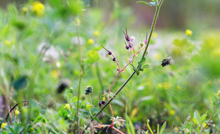 Рязанскую бойню №1 оштрафовали на 400 тысяч рублей за сорняки на земельном участке