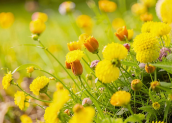 Синоптик Позднякова: в Центральной России снова потеплеет только в середине мая Синоптик Позднякова: в Центральной России снова потеплеет только в середине мая
