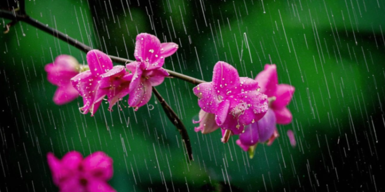 11 мая в Рязанской области ожидается небольшой дождь и до +14 градусов