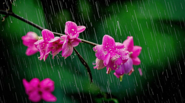 11 мая в Рязанской области ожидается небольшой дождь и до +14 градусов