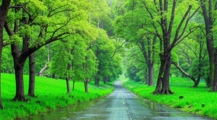 Во вторник в Рязанской области ожидается небольшой дождь и до +13 градусов