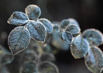 В рязанском Шилове температура воздух в ночь опустилась до -1,8 градуса В рязанском Шилове температура воздух в ночь опустилась до -1,8 градуса