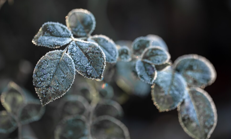 В рязанском Шилове температура воздух в ночь опустилась до -1,8 градуса