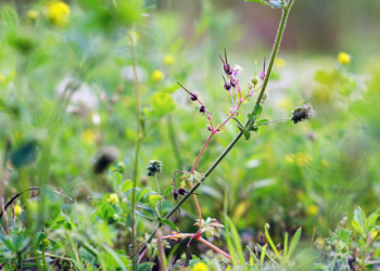 Рязанца оштрафовали на 20 тысяч рублей за заросший сорняками земельный участок