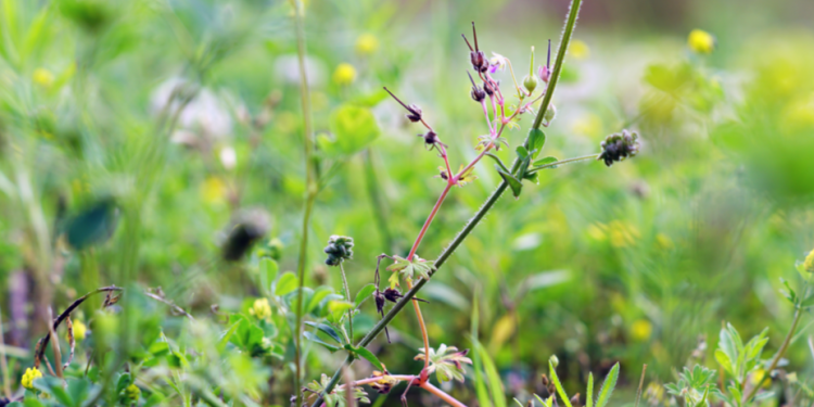 Рязанца оштрафовали на 20 тысяч рублей за заросший сорняками земельный участок Рязанца оштрафовали на 20 тысяч рублей за заросший сорняками земельный участок