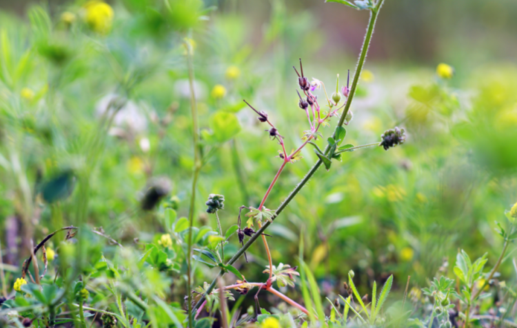 Рязанца оштрафовали на 20 тысяч рублей за заросший сорняками земельный участок