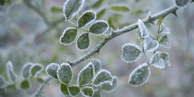 Рязанцев предупредили о заморозках 14 мая