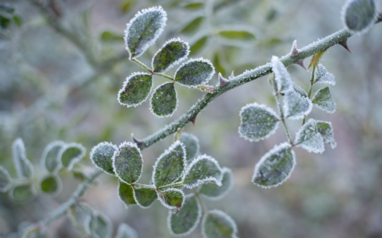 Рязанцев предупредили о заморозках 14 мая