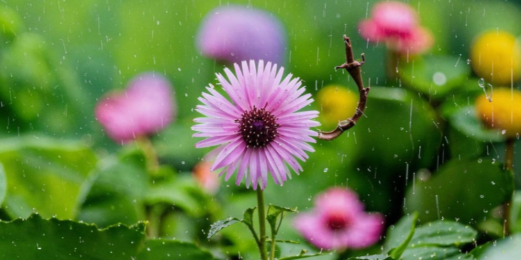 В среду в Рязанской области ожидается небольшой дождь и до +16 градусов