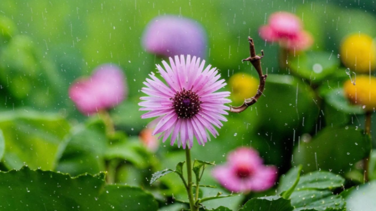 В среду в Рязанской области ожидается небольшой дождь и до +16 градусов