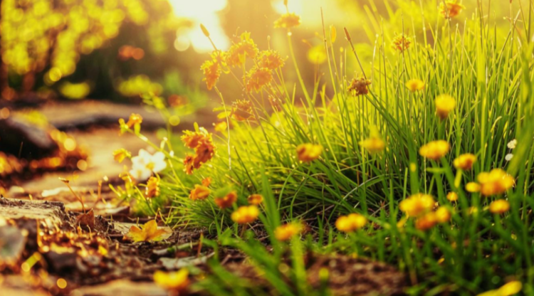 Синоптик Шувалов: потепление начнет возвращаться в Центральную Россию с 15 мая