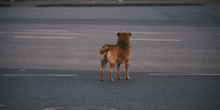 В Старожиловском районе отменили карантин по бешенству животных