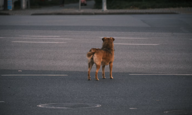 В Старожиловском районе отменили карантин по бешенству животных