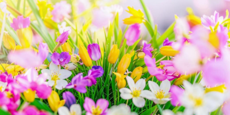 В четверг в Рязанской области потеплеет до +19 градусов