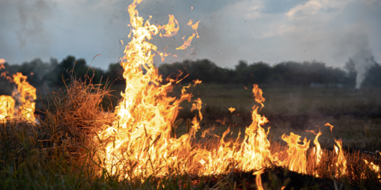 Администрация Рязани отменила особый противопожарный режим в городе
