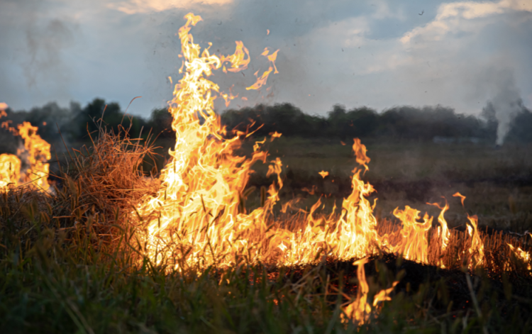Администрация Рязани отменила особый противопожарный режим в городе