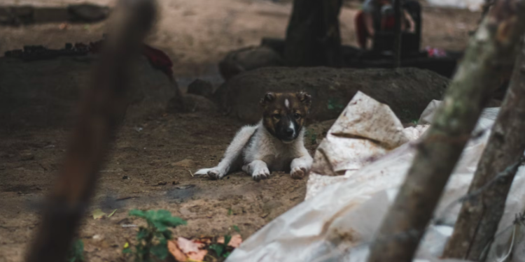 Рязанцев приглашают на выставку бездомных животных «Пойдем домой» 31 мая