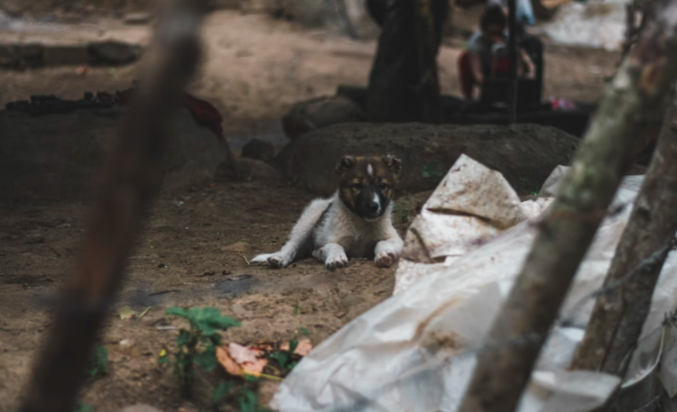 Рязанцев приглашают на выставку бездомных животных "Пойдем домой" 31 мая