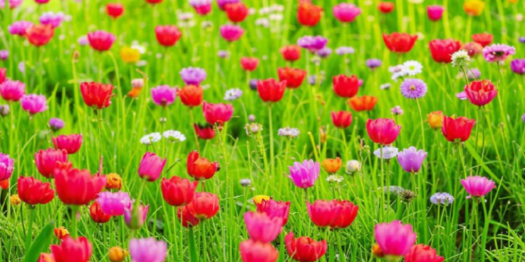 Синоптик Позднякова: май в Центральной России завершится 25-градусной жарой Синоптик Позднякова: май в Центральной России завершится 25-градусной жарой