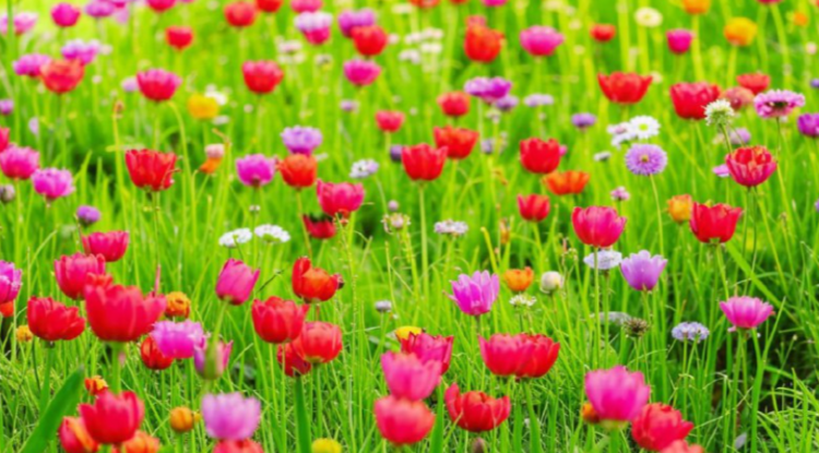 Синоптик Позднякова: май в Центральной России завершится 25-градусной жарой