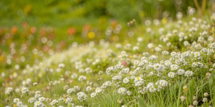 В пятницу в Рязанской области потеплеет до +22 градусов