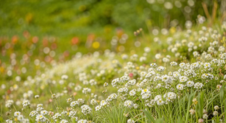 В пятницу в Рязанской области потеплеет до +22 градусов