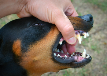 От укусов животных с начала 2025 пострадали 152 юных рязанца