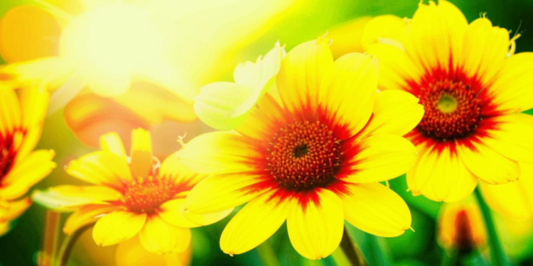 В субботу в Рязанской области потеплеет до +24 градусов