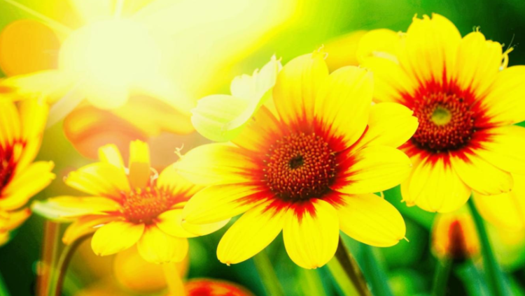 В субботу в Рязанской области потеплеет до +24 градусов